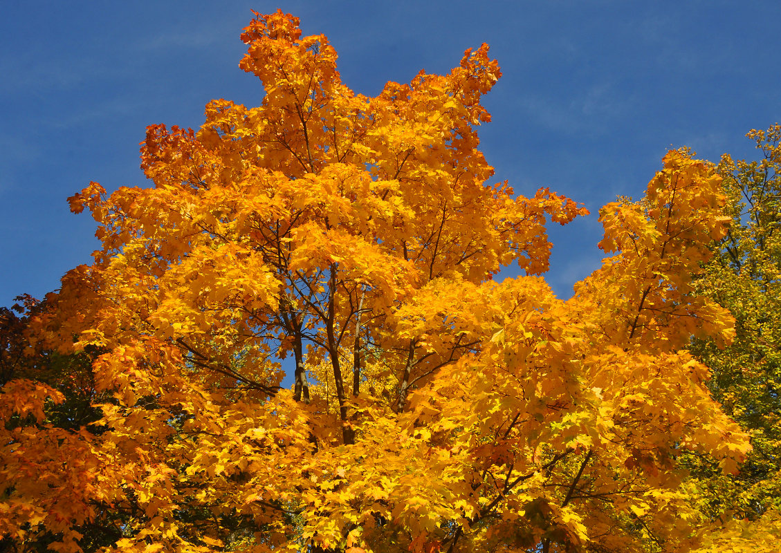 Image of Acer platanoides specimen.