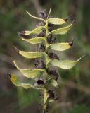 Image of taxon representative. Author is Игорь Павлов