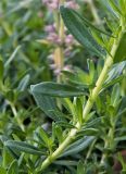 genus Thymus. Часть побега. Испания, Кастилия и Леон, г. Саламанка, озеленение. Октябрь.