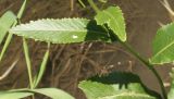 Armoracia rusticana