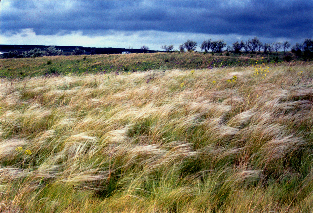 Изображение особи Stipa lessingiana.