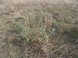 Marrubium leonuroides