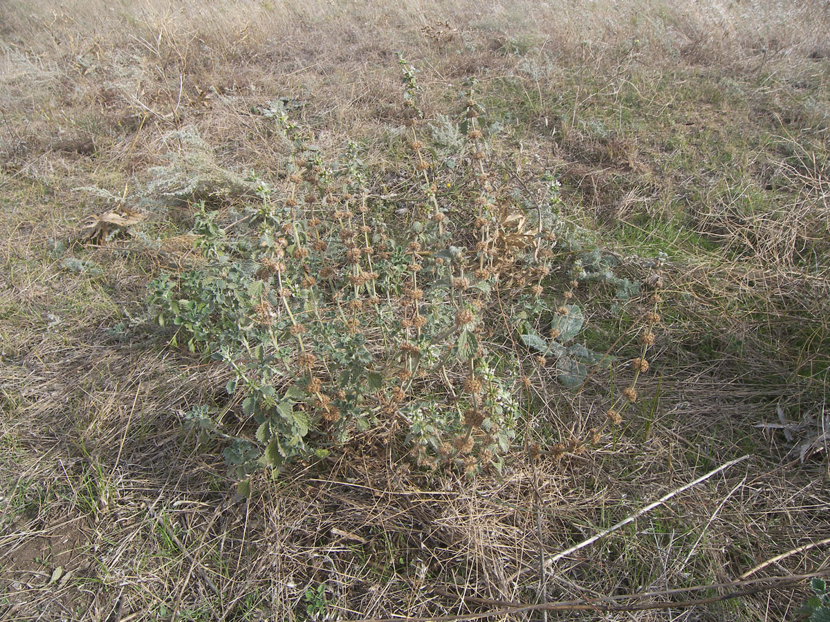 Image of Marrubium leonuroides specimen.