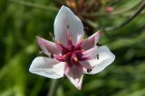 Butomus umbellatus