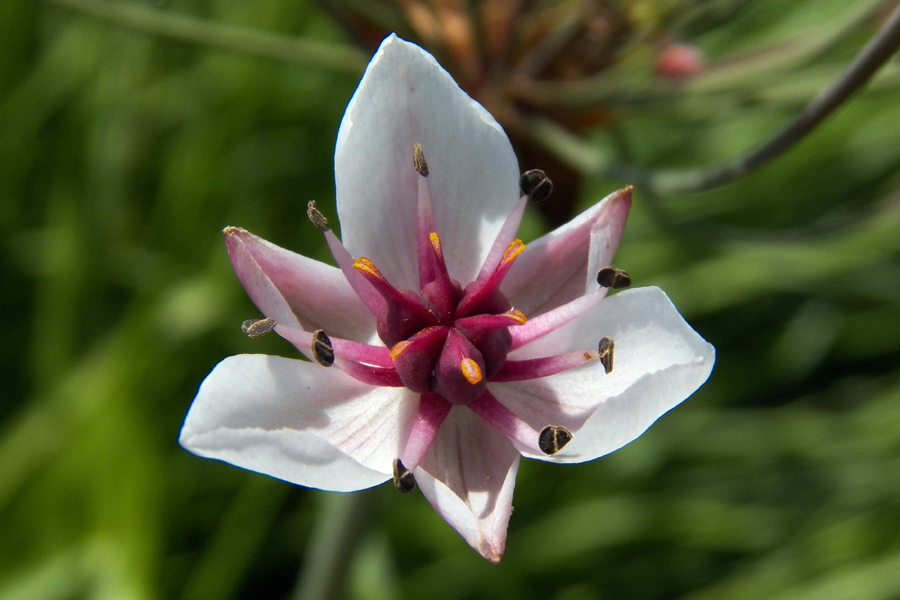 Image of Butomus umbellatus specimen.