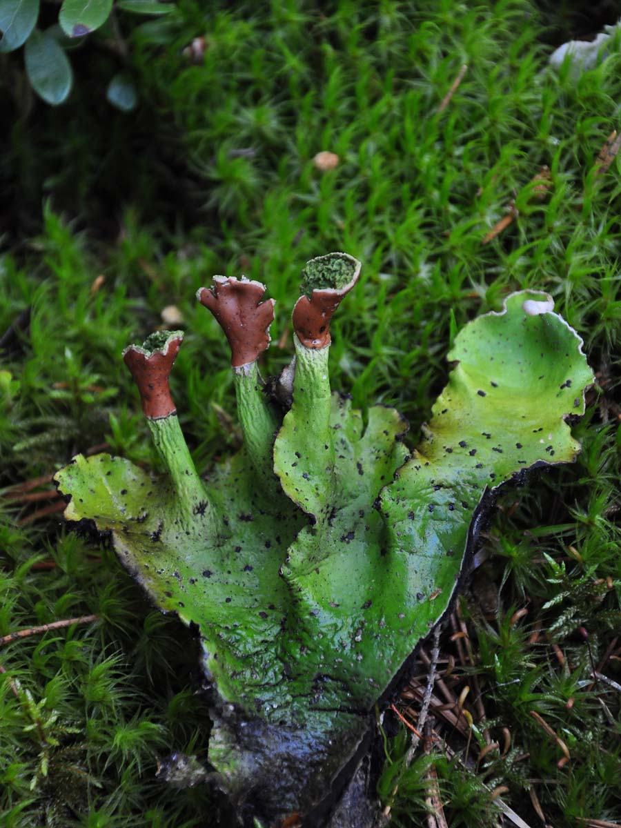 Image of Peltigera aphthosa specimen.