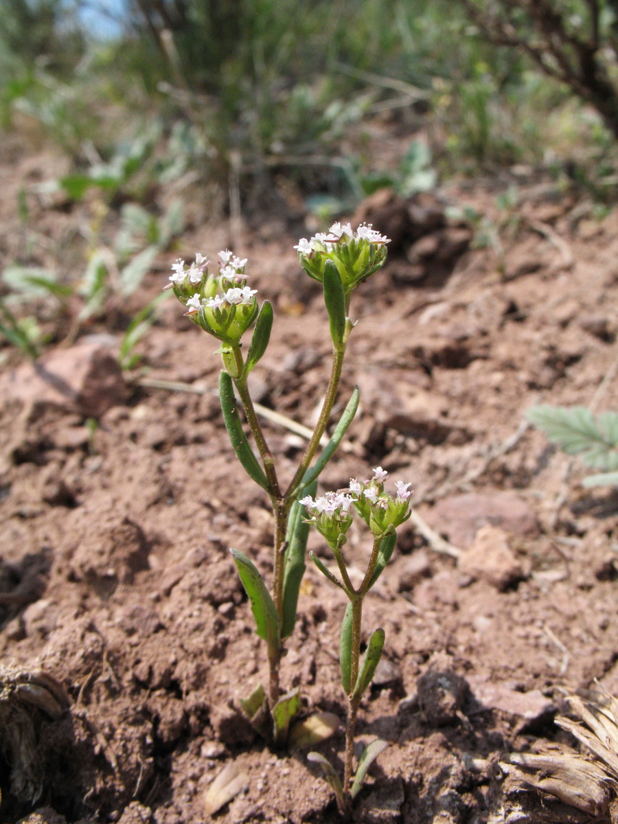 Изображение особи Valerianella szovitsiana.