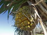 Pandanus tectorius. Недозрелое соплодие. Австралия, Квинсленд, о. Фрейзер, северо-восточный берег. 16.04.2009.