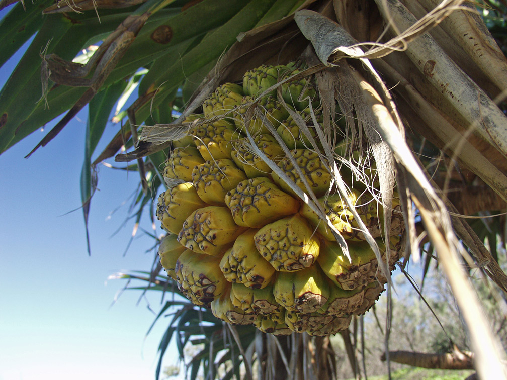 Изображение особи Pandanus tectorius.