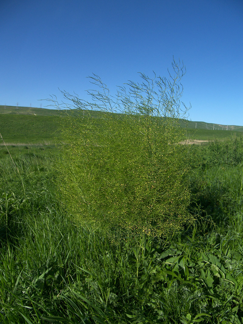 Image of Asparagus persicus specimen.