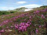 Rhododendron camtschaticum