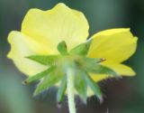 Potentilla chrysantha. Цветок (вид снизу). Алтайский край, Солонешенский р-н, долина р. Ануй. 28.08.2009.