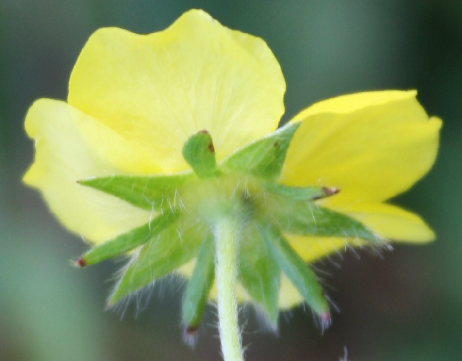 Image of Potentilla chrysantha specimen.