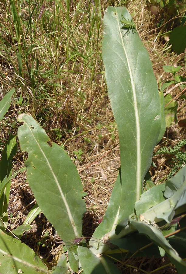 Image of genus Isatis specimen.