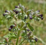 Image of taxon representative. Author is Раду Страту