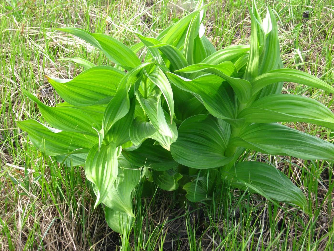 Image of Veratrum lobelianum specimen.