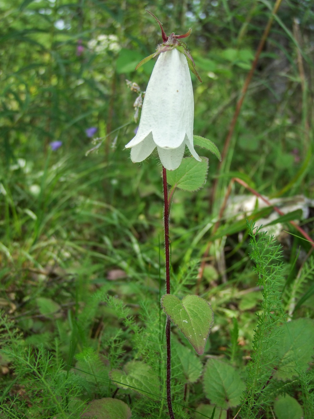 Изображение особи Campanula punctata.