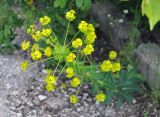 Euphorbia stepposa. Цветущее растение. Крым, гора Чатырдаг (нижнее плато), окр. Мраморной пещеры, у края дороги. 05.06.2016.