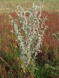 Artemisia maritima. Цветущее растение. Нидерланды, Северное море, остров Схирмонниког, засолённый приморский луг. 17 сентября 2006 г.