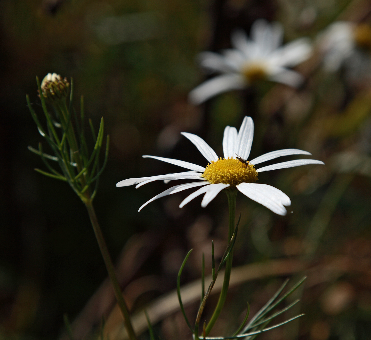 Image of Tripleurospermum inodorum specimen.