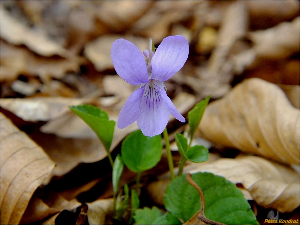 Изображение особи род Viola.