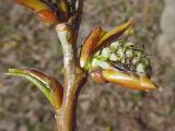 Populus &times; sibirica