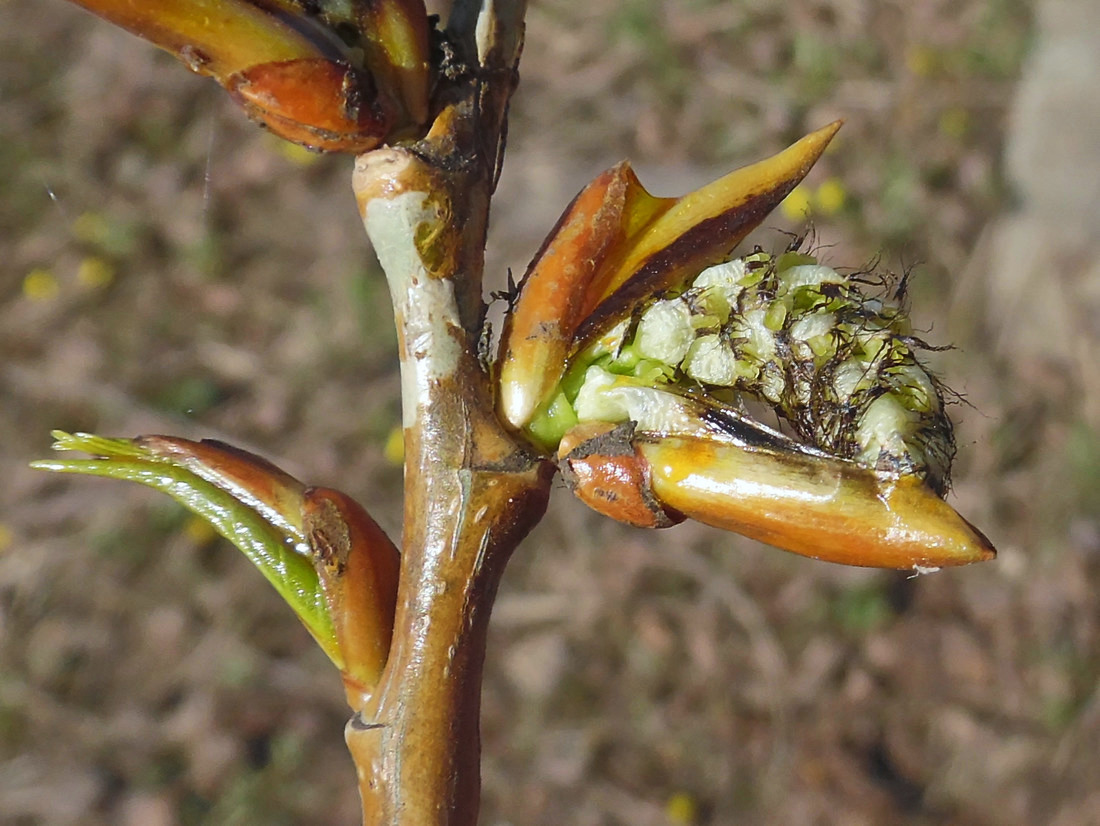 Image of Populus &times; sibirica specimen.