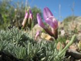 Astragalus kronenburgii. Соцветие и листья. Южный Казахстан, Сырдарьинский Каратау, Юго-Восточный Каратау, горы Улькен Актау, долина р. Тамды, южн. склон мелкозёмных отложений. 25 апреля 2017 г.