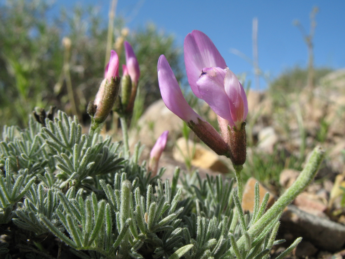 Image of Astragalus kronenburgii specimen.