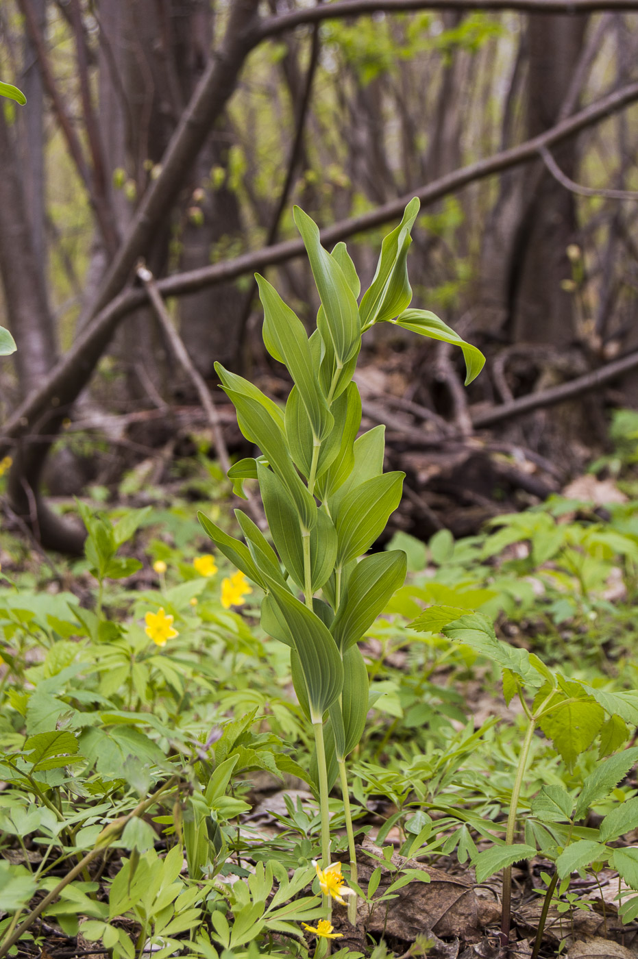 Image of Polygonatum multiflorum specimen.