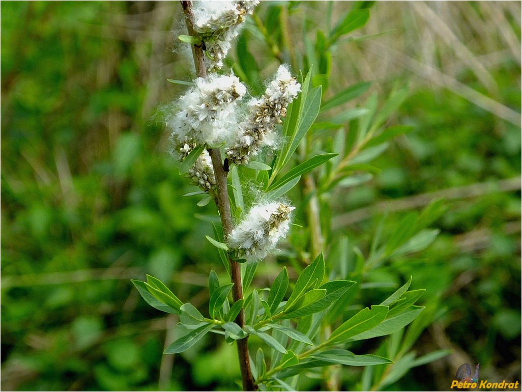 Изображение особи Salix purpurea.