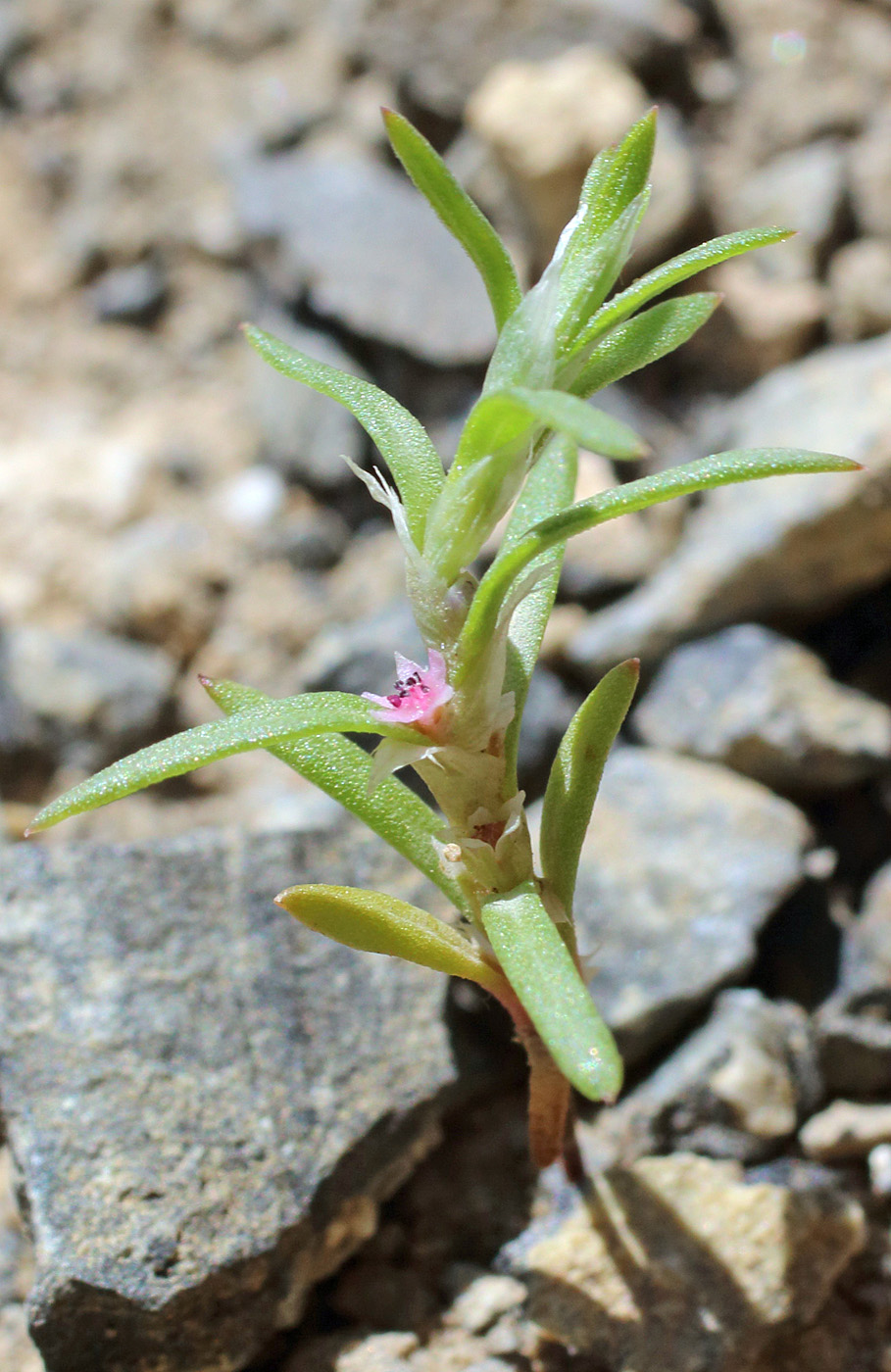 Image of Polygonum polycnemoides specimen.