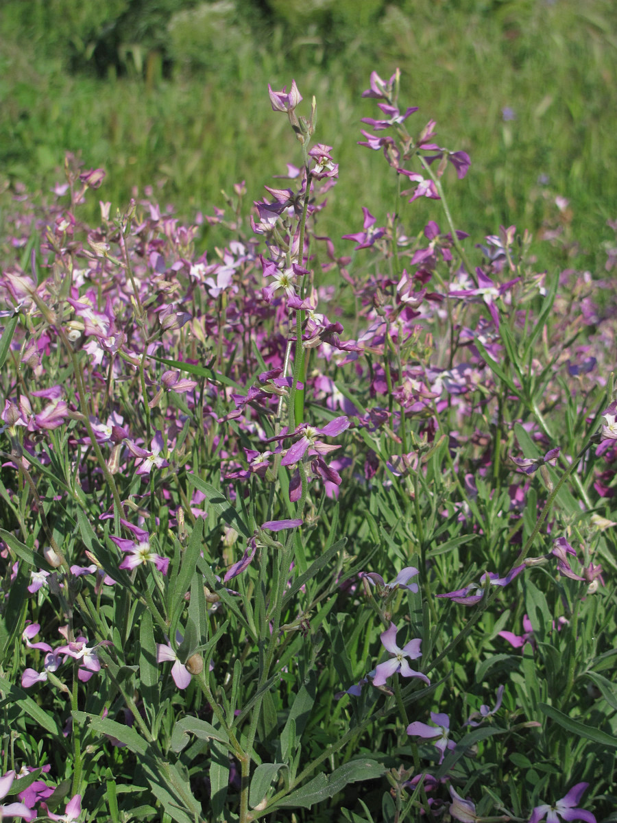 Изображение особи Matthiola bicornis.