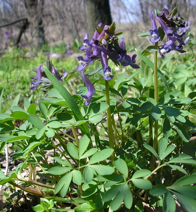 Изображение особи Corydalis solida.