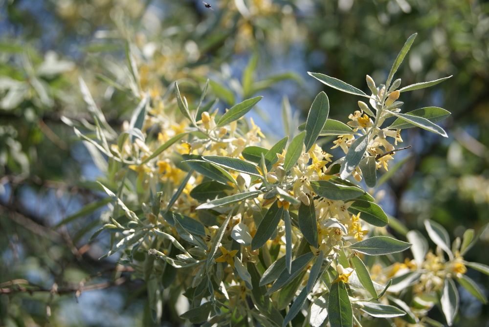 Image of Elaeagnus angustifolia specimen.