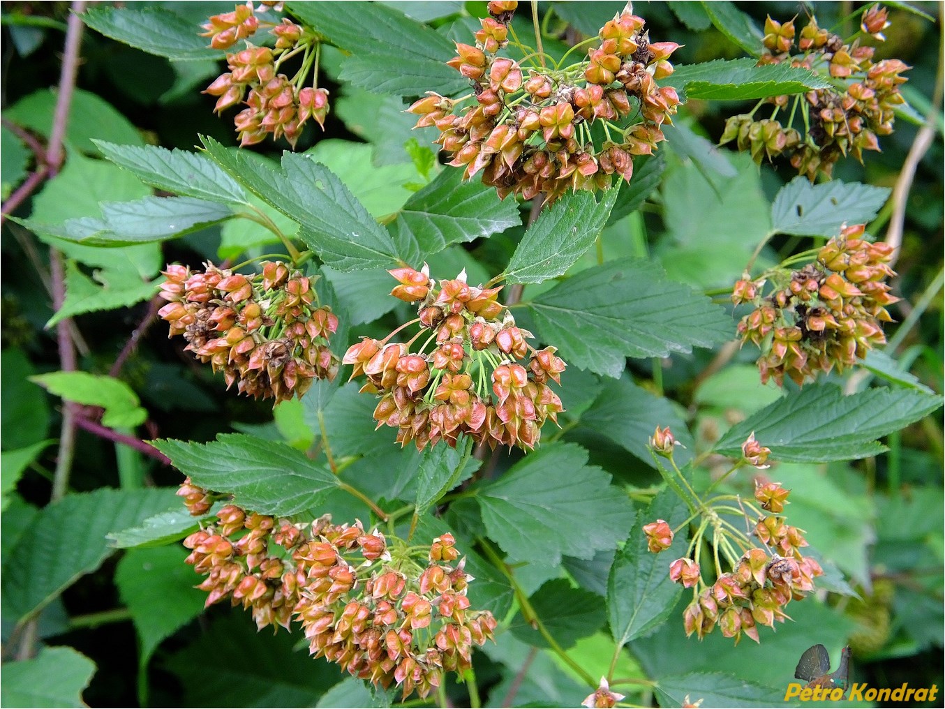 Image of Physocarpus opulifolius specimen.