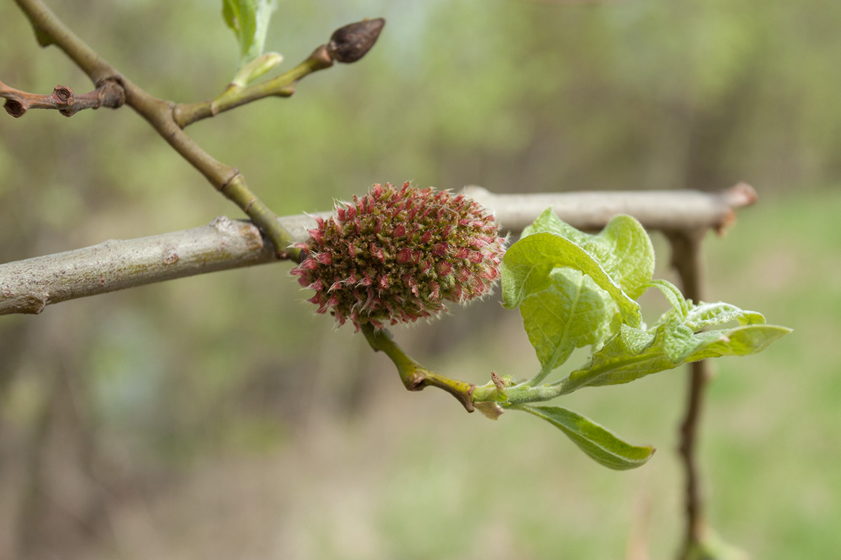 Image of Salix caprea specimen.