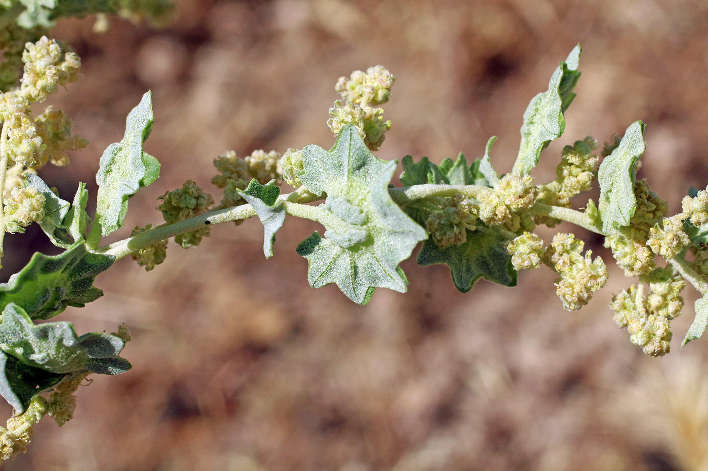 Изображение особи Atriplex flabellum.