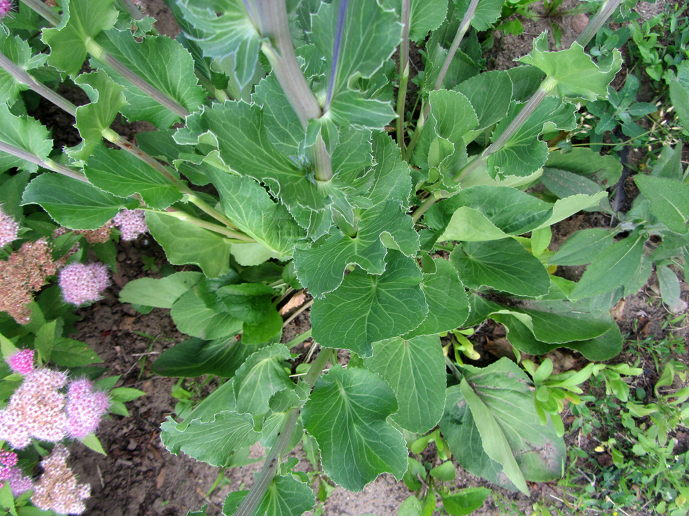 Изображение особи Eryngium planum.