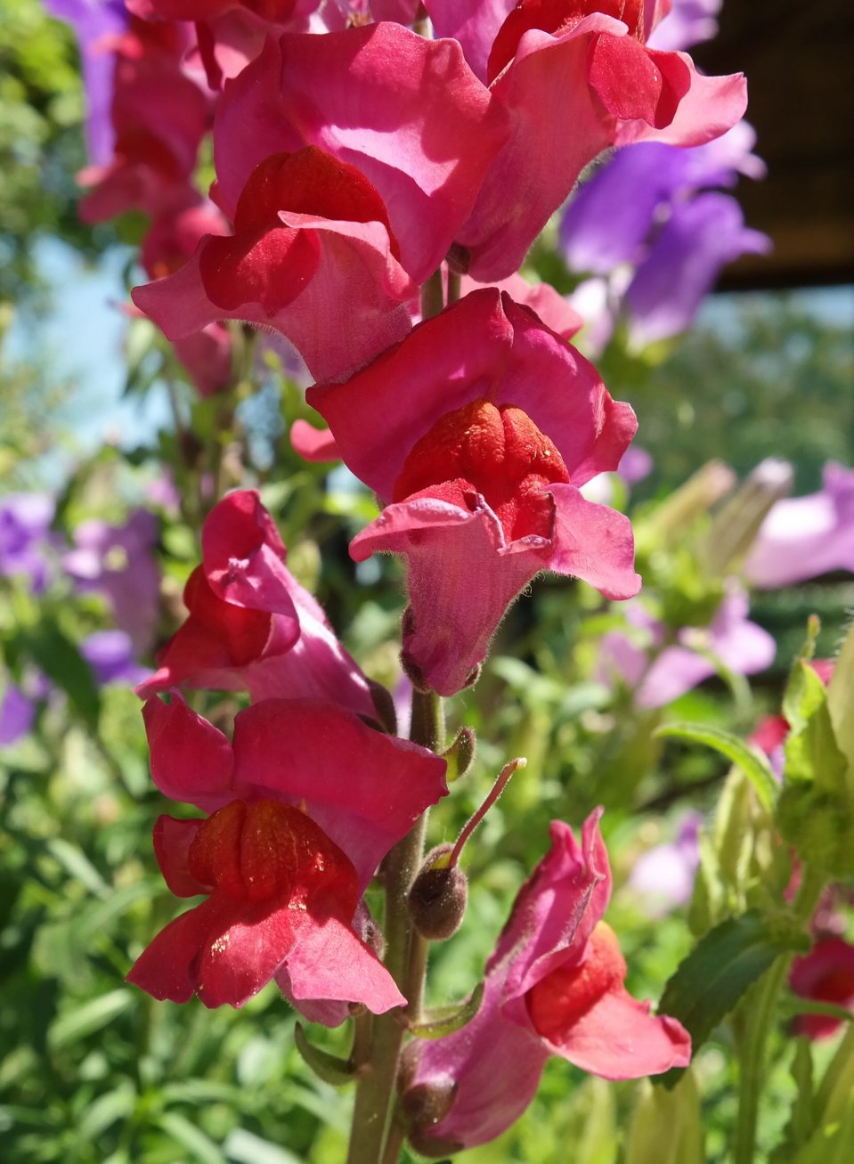 Изображение особи Antirrhinum majus.