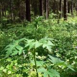 Heracleum sibiricum. Побег. Свердловская обл., окр. г. Североуральск, травяной сосняк с елью. 30.06.2007.