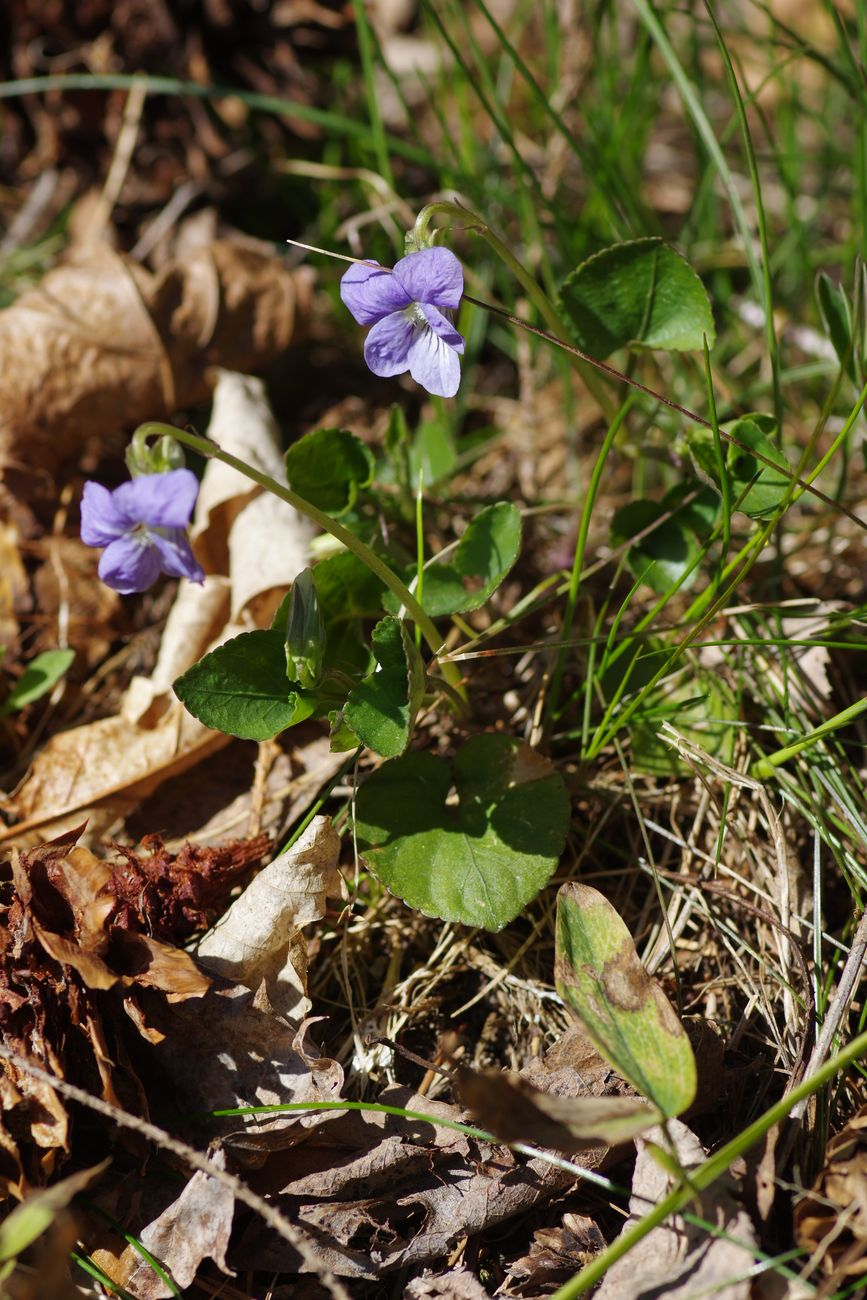 Изображение особи Viola riviniana.