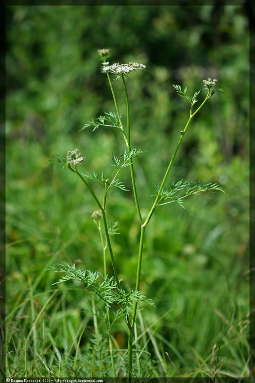 Изображение особи Thyselium palustre.