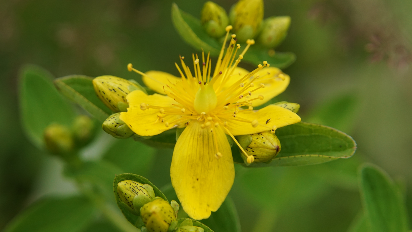 Image of Hypericum maculatum specimen.