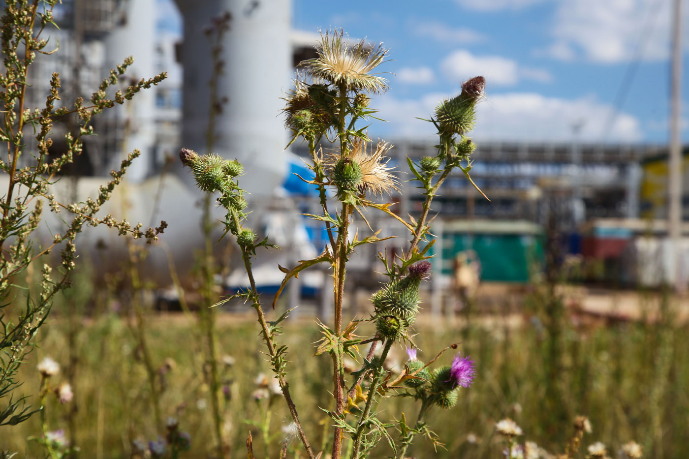 Изображение особи Cirsium vulgare.