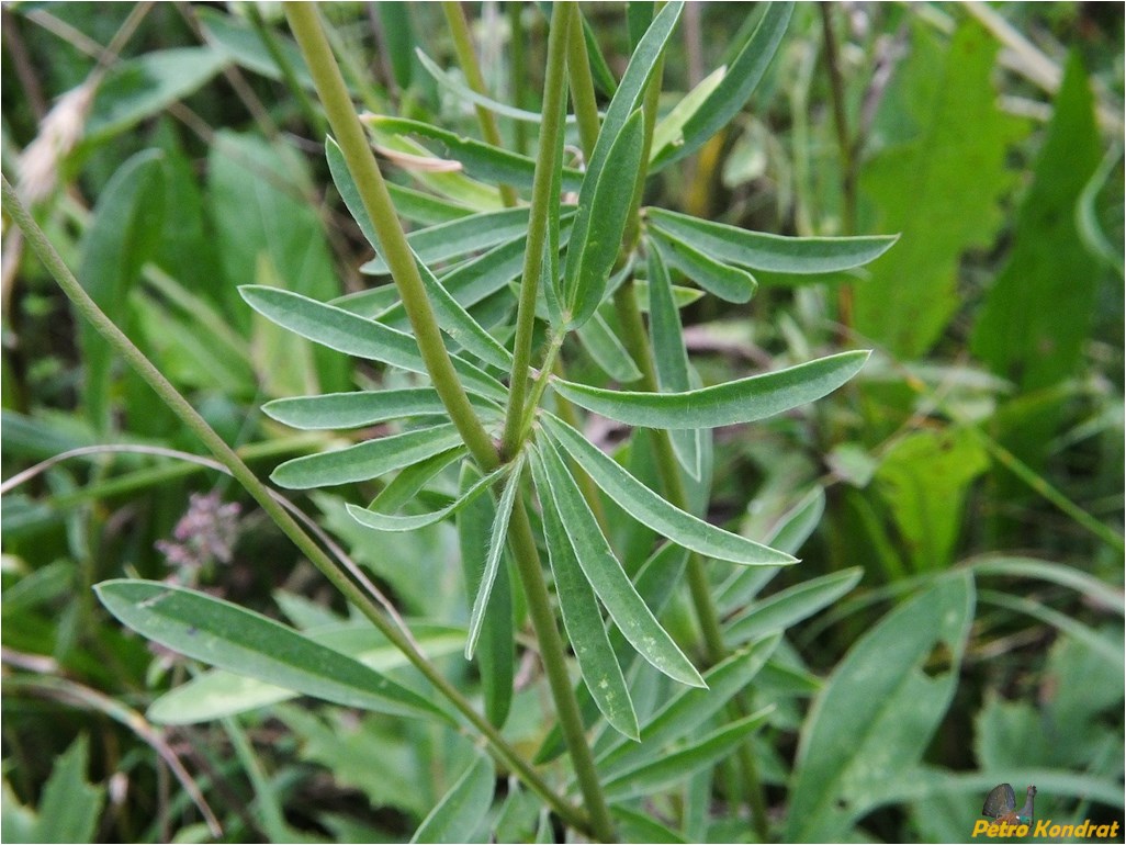 Image of Anthyllis carpatica specimen.