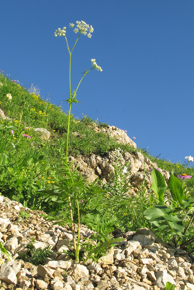 Изображение особи Chaerophyllum aureum.