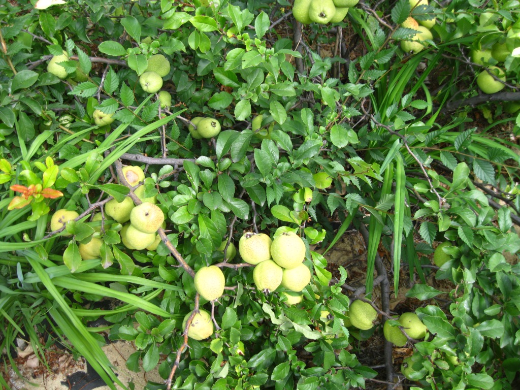 Изображение особи Chaenomeles japonica.