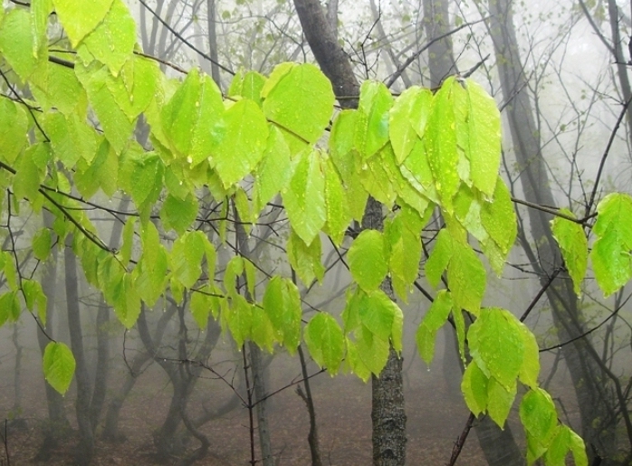 Image of Fagus &times; taurica specimen.