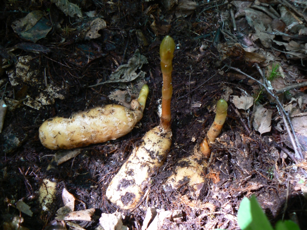 Изображение особи Gastrodia elata.